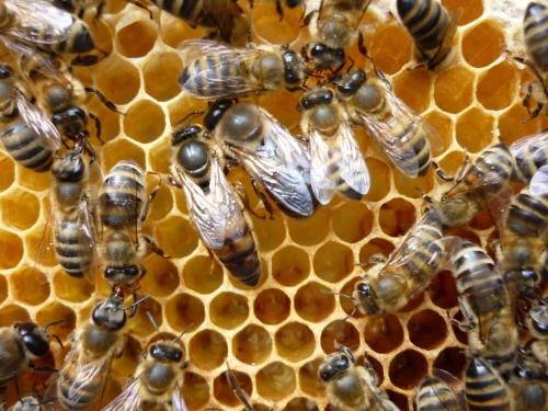 a group of honey bees in a beehive at APIPURA hotel rinner in Soprabolzano