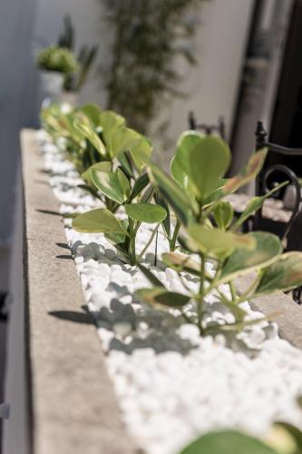 a row of potted plants sitting on a ledge at Kumba Hostel in Chania Town