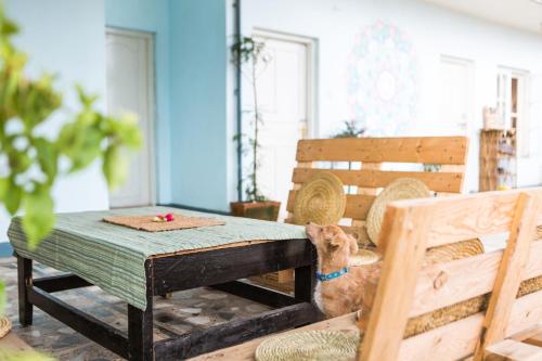 a dog is standing next to a table at Ananda Tree House Eco Homestay in Kathmandu
