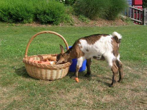 a baby goat standing next to a basket of fruit at Familiengut Hotel Burgstaller in Döbriach