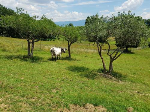 a cow standing in a field between two trees at Agriturismo Arcobaleno della Torretta in Giano dellʼUmbria
