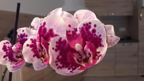 Fotografie z fotogalerie ubytování Garni Karlegger v destinaci Siusi