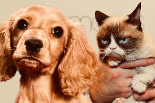 um cão e um gato ao lado de uma pessoa em Western Holiday Motel em Wichita