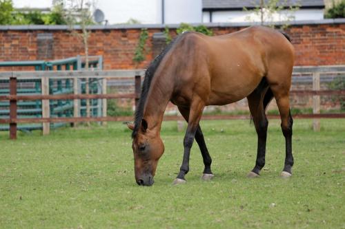 a brown horse grazing in a field of grass at Best Western Heath Court Hotel in Newmarket