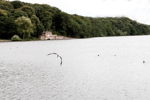 a bird flying over a large body of water at Hotel St Pierre, Sure Hotel Collection by Best Western in Wakefield
