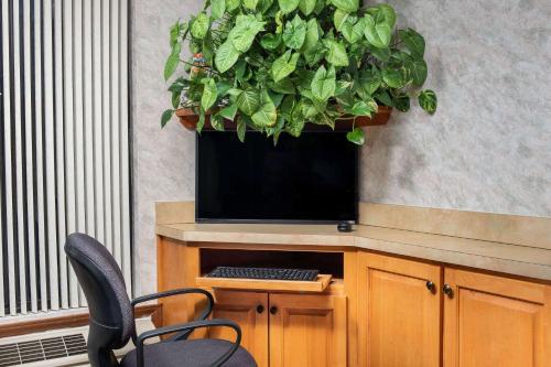 a large potted plant on top of a tv at Super 8 by Wyndham Burlington NC in Burlington