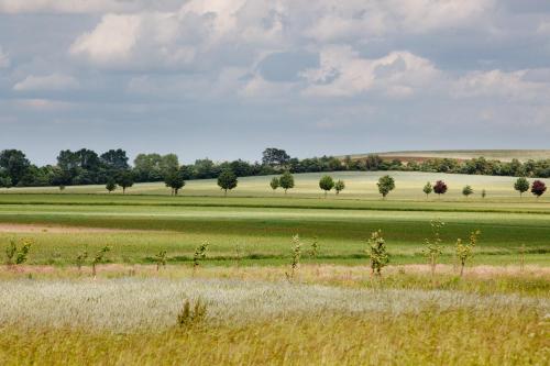 a field of grass with trees in the distance at Landhotel Zum Pottkuchen in Kalbe