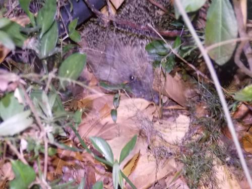 a bird sitting on the ground in the grass at B&B Sette Fratelli in San Gregorio