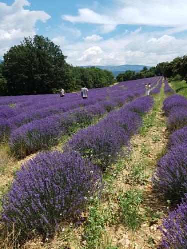 薩雷爾納的住宿－Gites Colline De Sollies，相簿中的一張相片