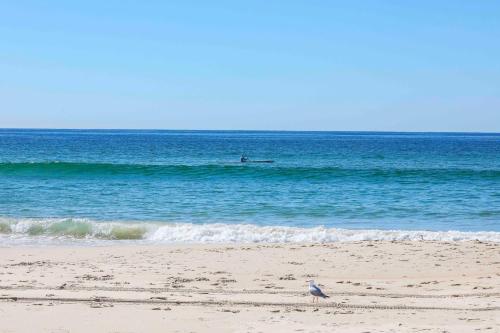 a bird standing on the beach near the ocean at Sandbox Apartments in Gold Coast