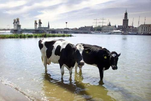 two black and white cows standing in the water at Hotel van Dijk in Kampen