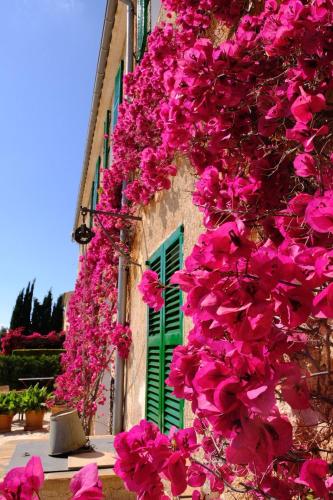 a building with pink flowers and a green window at son capellot in Felanitx
