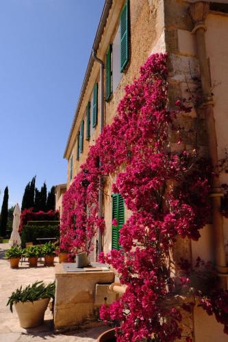 a building with pink flowers on the side of it at son capellot in Felanitx