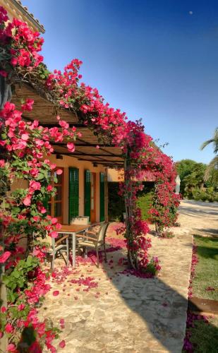 a pergola covered in pink flowers in front of a house at son capellot in Felanitx