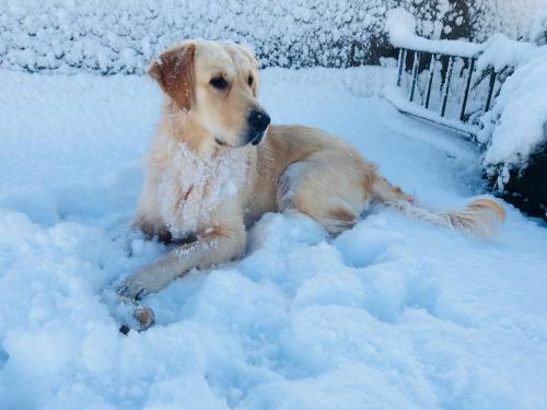 a golden retriever laying in the snow at Annslea in Lisburn