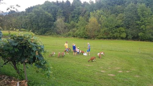 a group of people standing in a field with animals at FerienAppartments Landhaus FühlDichWohl in Fehring