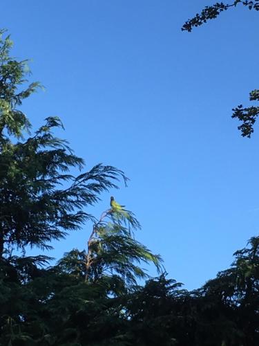 a bird perched on top of a tree at Love & Peace in Orpington