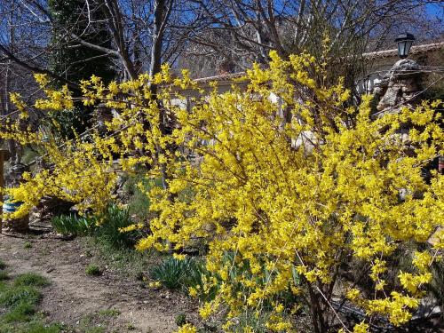 a bush with yellow flowers in a garden at Casas Rurales Los Enebros Nerpio in Nerpio