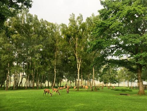 a group of animals grazing in a field with trees at Maison 25 in Houffalize