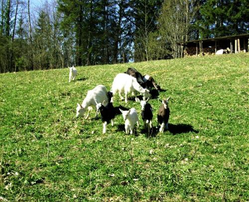 a herd of goats grazing on a grassy field at Jõeniidu Holiday House in Trolla