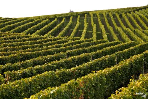 a rows of green plants in a field at Hotel Restaurant Rebstock in Oppenau