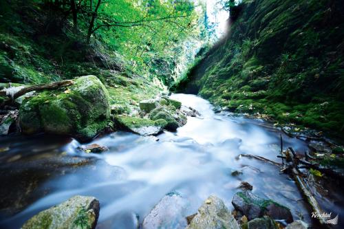 a stream in a canyon with rocks and trees at Hotel Restaurant Rebstock in Oppenau