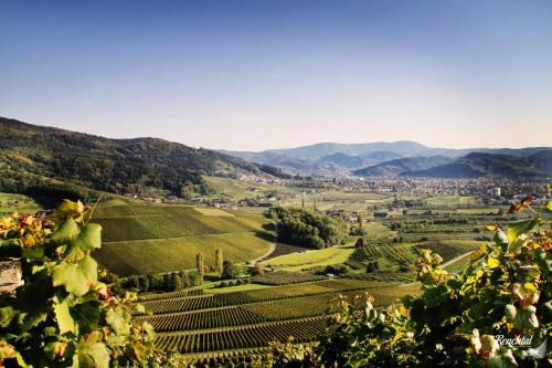 a view of a vineyard with mountains in the background at Hotel Restaurant Rebstock in Oppenau