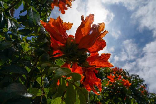 a close up of a red flower on a tree at Apartment Palma Madeira wandern und tauchen in Caniço