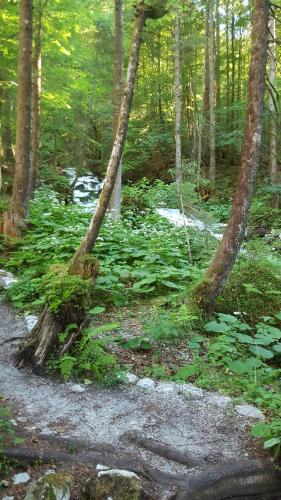 a forest filled with lots of green plants and trees at Ferienwohnung Haus Cerny in Bad Goisern