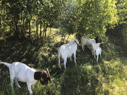 a group of goats standing in the grass at Country flat in Roskilde