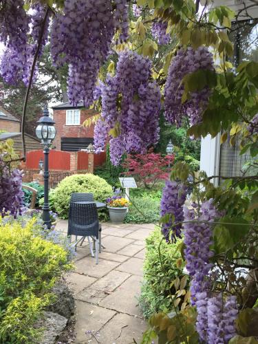a garden with purple wisterias hanging over a patio at Best Western Annesley House Hotel in Norwich