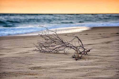 a branch on the beach with the ocean in the background at The Lakes Beachfront Holiday Park in Lakes Entrance