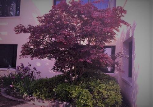 a tree with pink flowers in front of a building at Venice Palace Hotel in Mirano