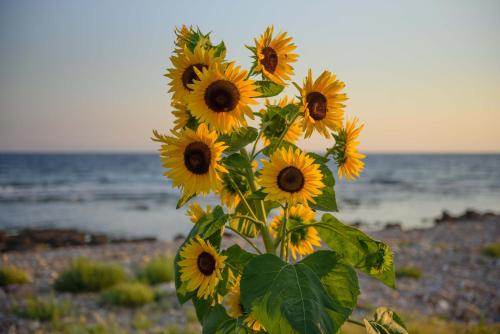 a bouquet of sunflowers sitting on the beach at Calme Suites Mani in Agios Nikolaos