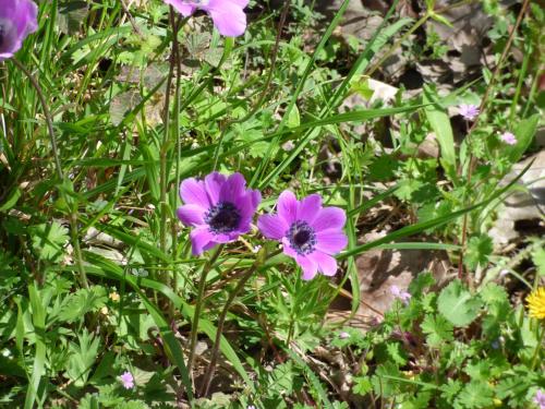 a group of purple flowers in the grass at Nestos, Meer und Berge - Griechenland mal anders in Zarkadhiá