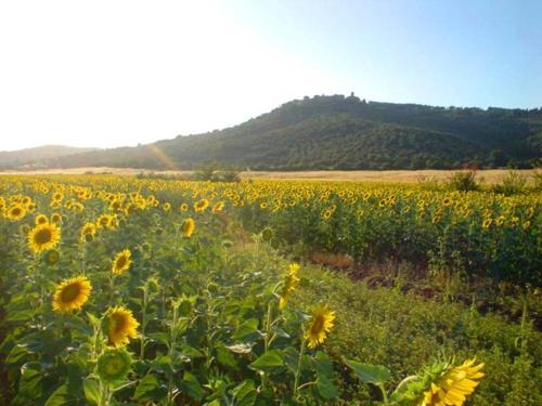 a field of sunflowers with a mountain in the background at Agriturismo Lupo Vecchio in Grosseto