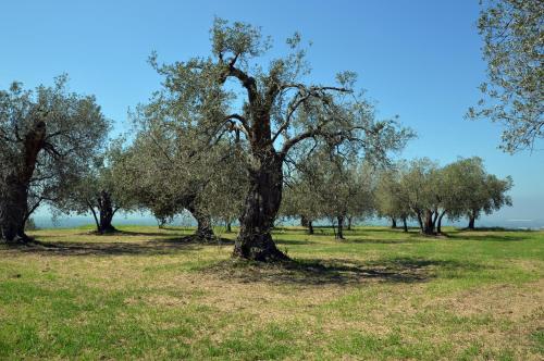 a group of olive trees in a field at Antica Villa di Bruto in Tivoli
