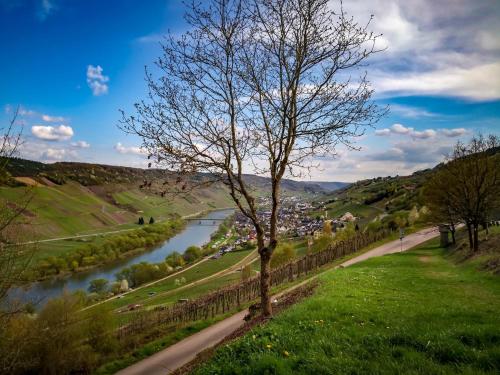 a tree on a hill next to a river at Weinhaus Burg-Schneider in Reil