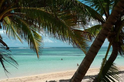 a palm tree on a beach with people swimming in the ocean at Residence des salines in Sainte-Anne
