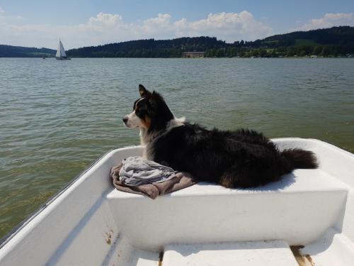 a dog laying on the back of a boat on the water at Club Rezidence Pod Lučí in Loučovice