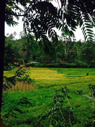 a field of green grass with trees in the background at Moksha eco villa Ella in Ella