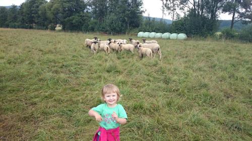a little girl standing in a field with a herd of sheep at Landgasthof und Pension Zum löwen in Bischofsheim an der Rhön