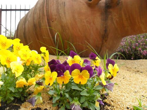 a bunch of yellow and purple flowers in a garden at Hotel Panoramica in Bardolino