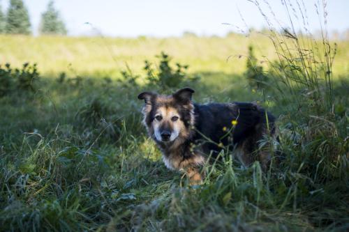 a dog laying in the grass in a field at Siedlisko Błominko in Rzeck