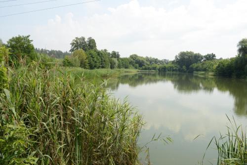 a view of a river with tall grass at Perlyna Dzvinkova in Dzvinkove