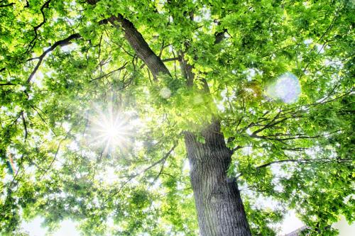 a tree with the sun shining through the leaves at Hotel zur Eiche in Salzkotten