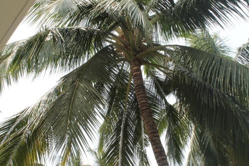 a palm tree with its leaves at Green Ocean Bay in Arugam Bay