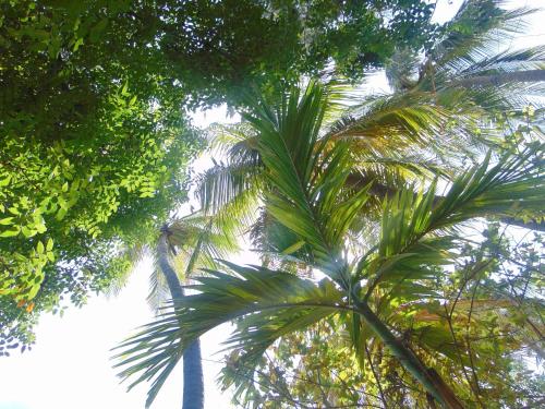 un groupe de palmiers dans le ciel dans l'établissement Uthayam, à Point Pedro