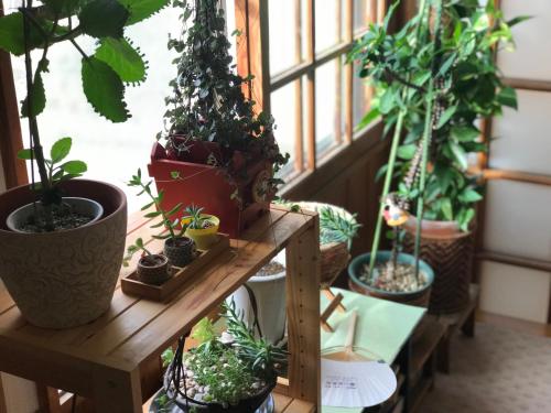 a group of potted plants on a table in a room at Fureai No Yado Yasuragi in Nozawa Onsen