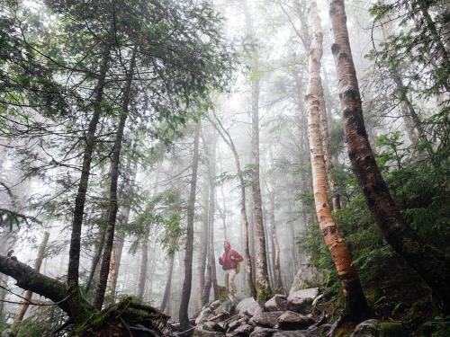 a man walking through a misty forest on a trail at Okushiga Kogen Hotel in Yamanouchi
